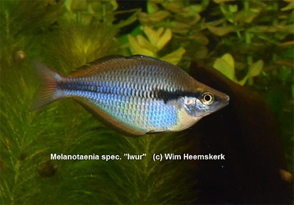 Melanotaenia sp. "Iwur"