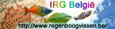 IRG Belgi web banner